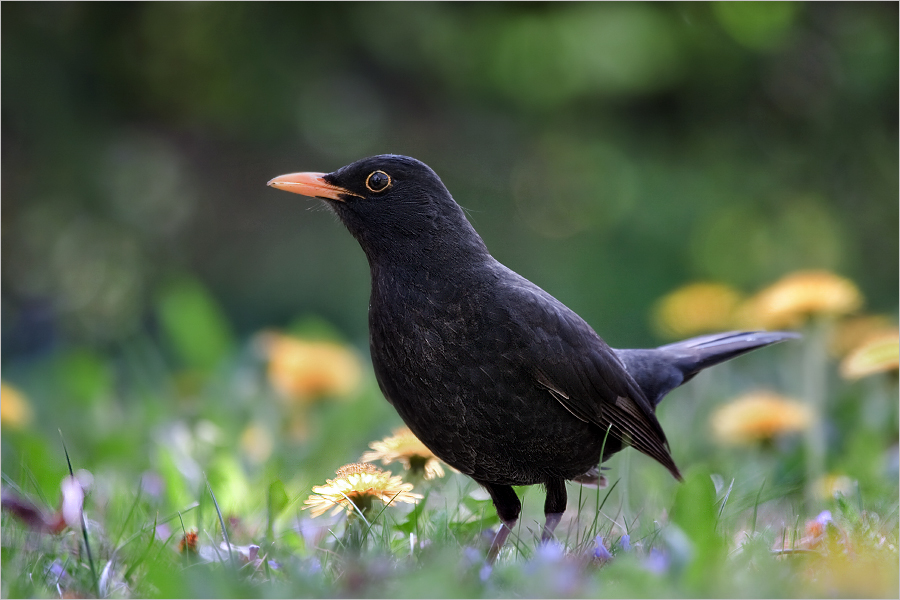 Amsel