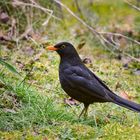 Amsel