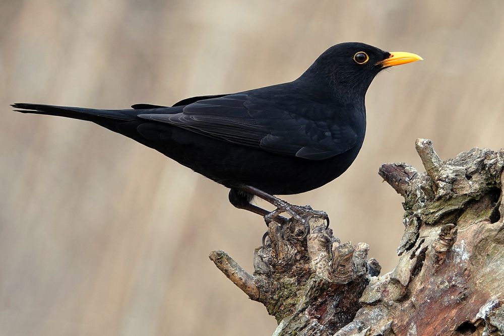 Amsel