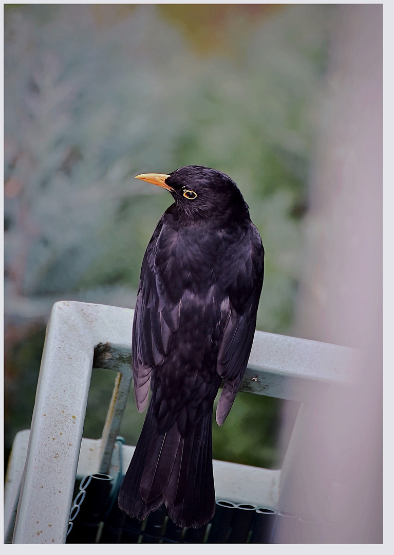 Amsel