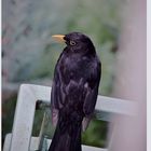 Amsel