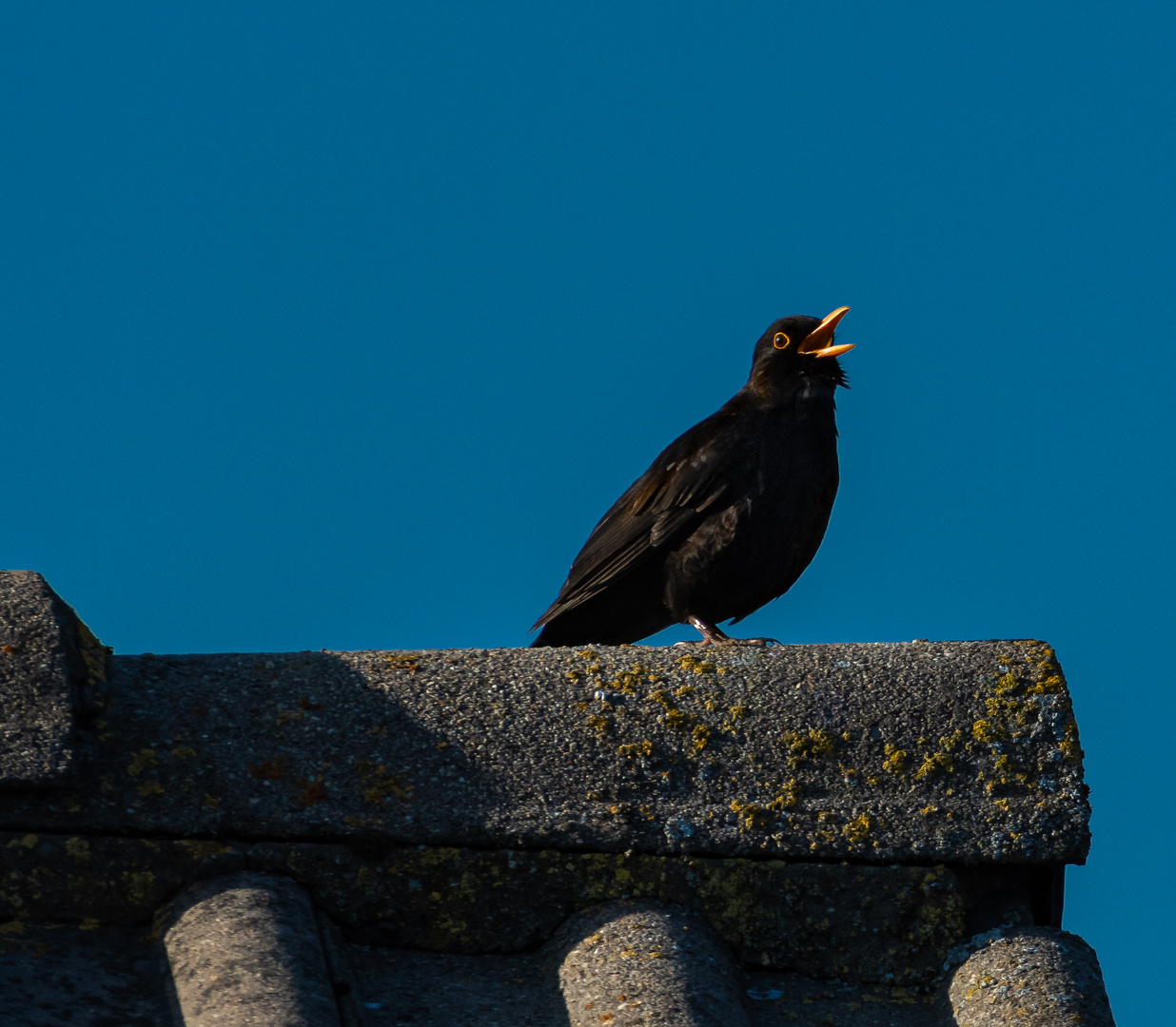 Amsel