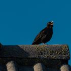 Amsel