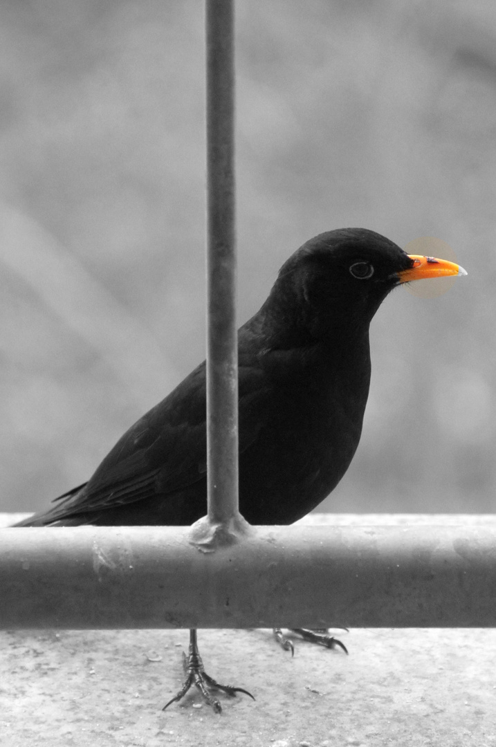 Amsel