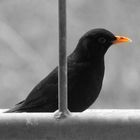 Amsel