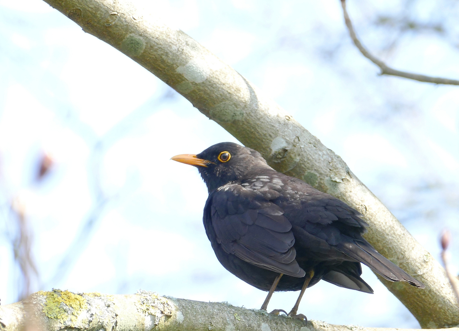 Amsel