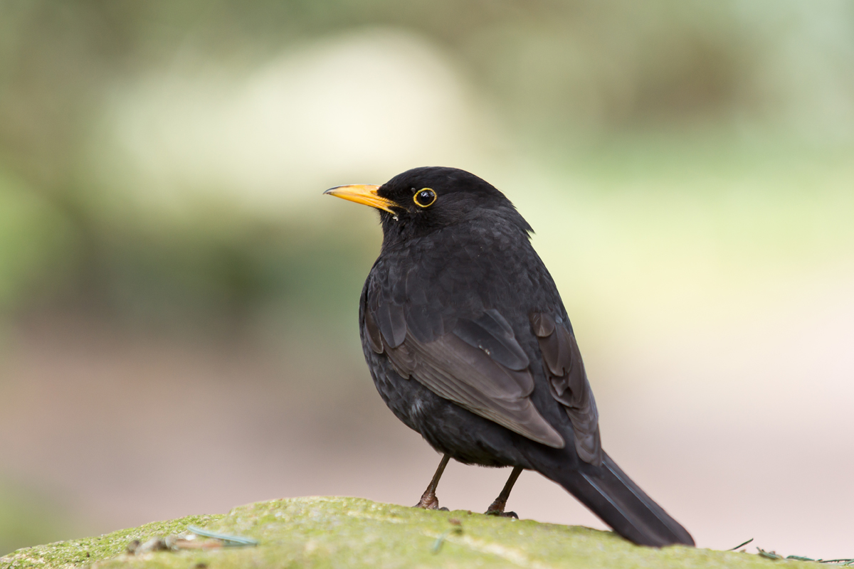 Amsel