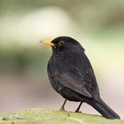 Amsel