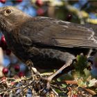 Amsel