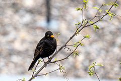 Amsel