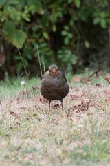 Amsel