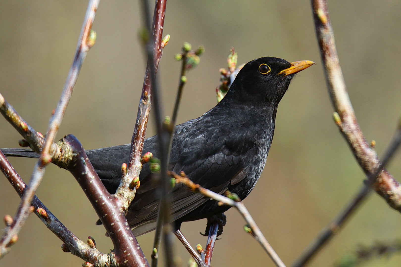 Amsel Foto & Bild | tiere, wildlife, wild lebende vögel Bilder auf ...