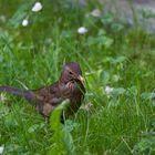 Amsel..........