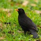 Amsel