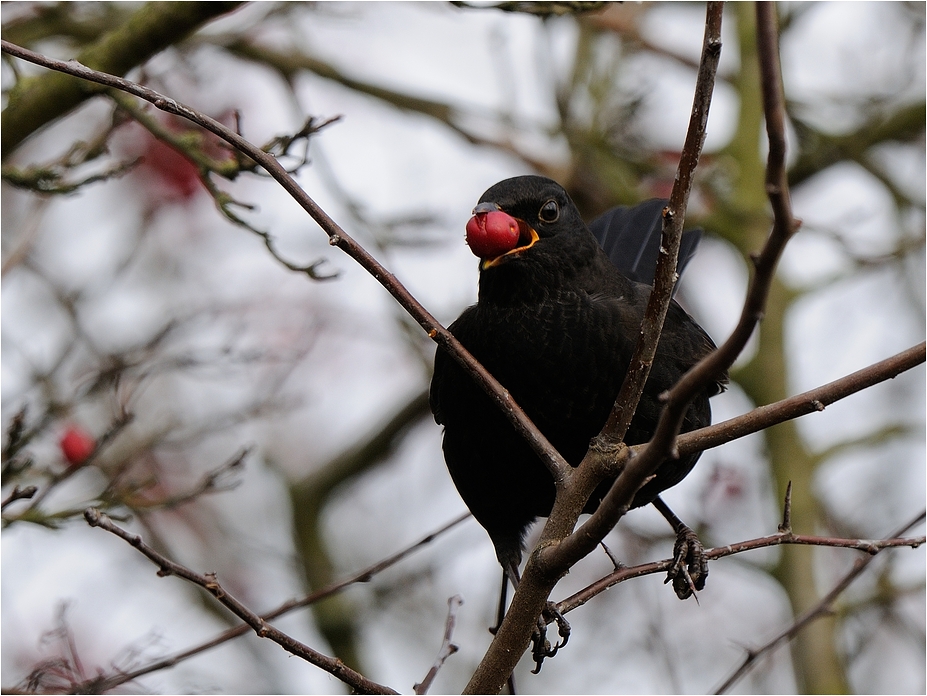 Amsel