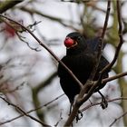 Amsel