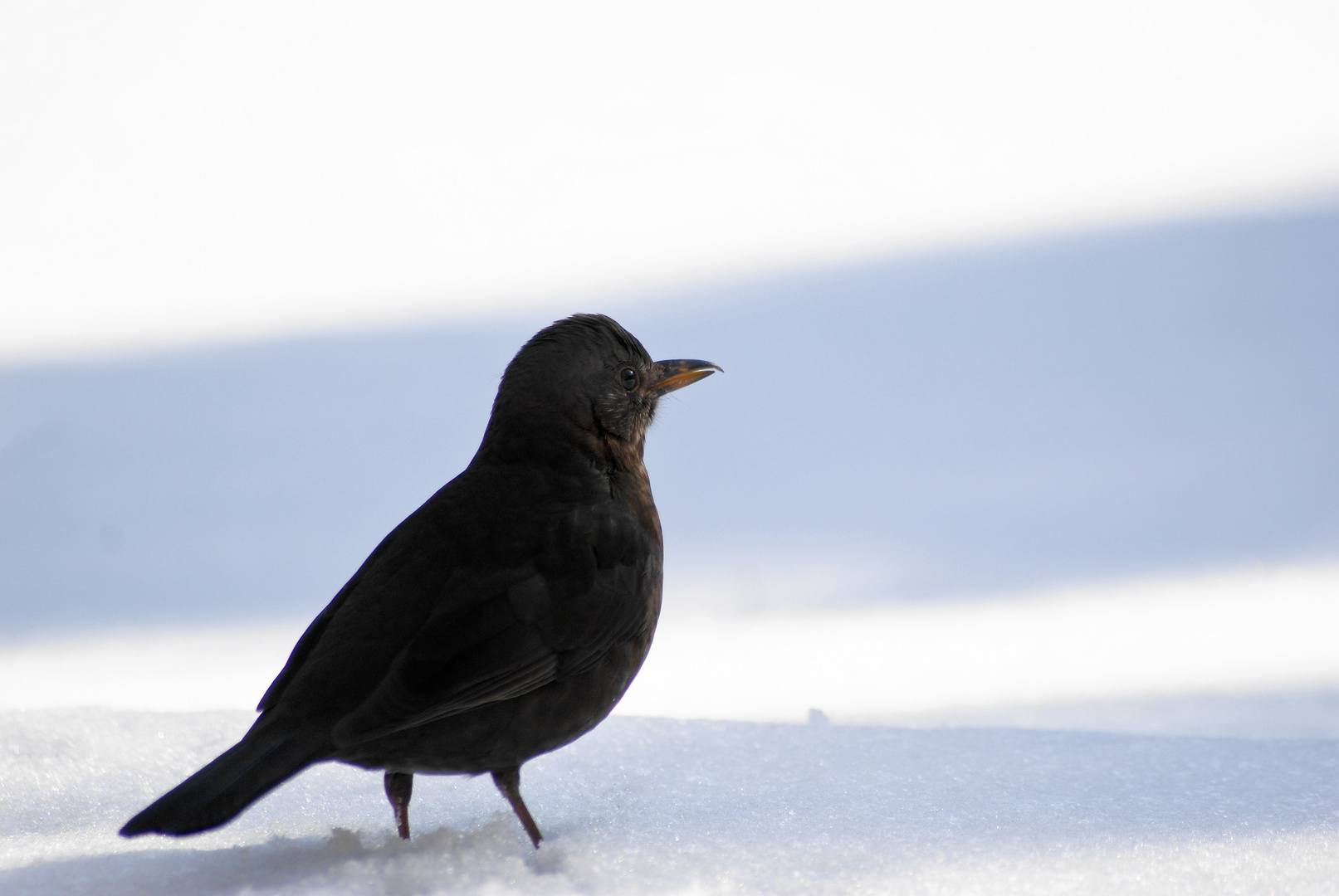 Amsel