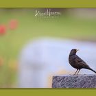 Amsel 