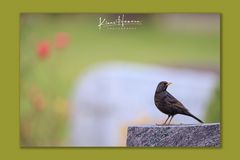 Amsel 