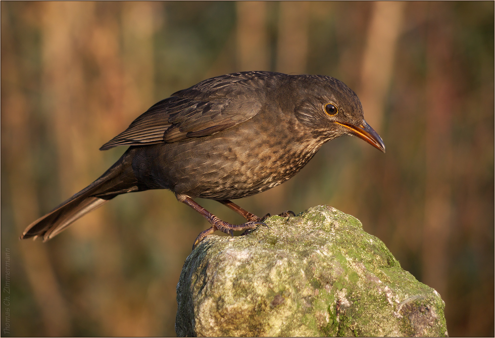 Amsel ...