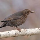 Amsel 