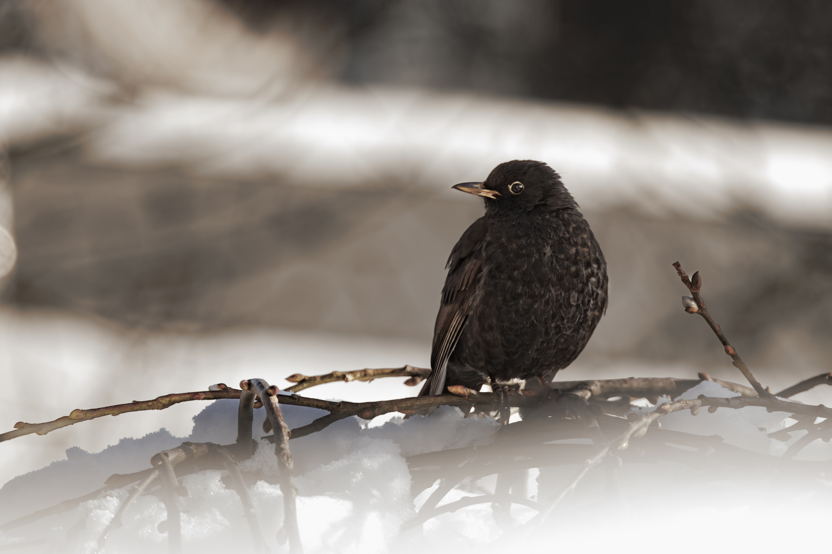 Amsel