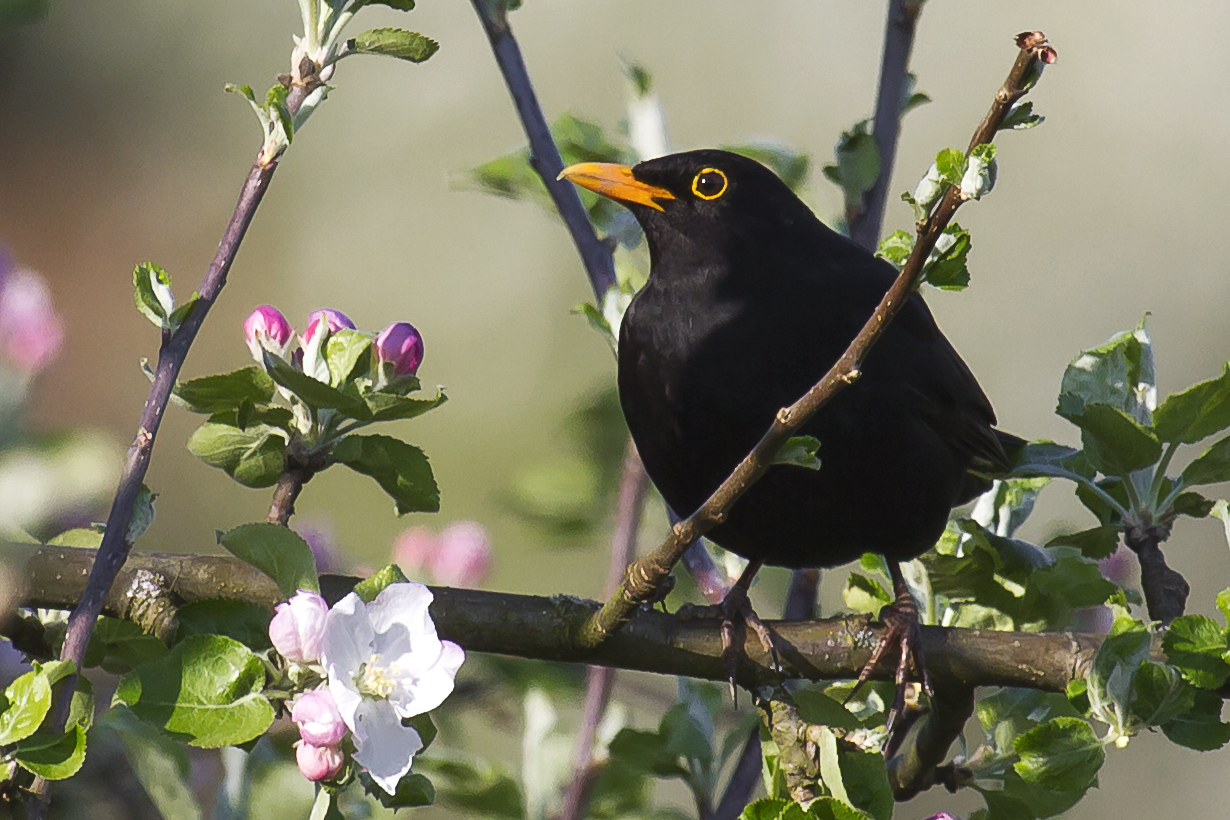 Amsel