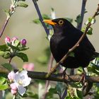 Amsel