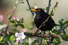 Amsel