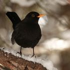 Amsel