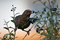 Amsel