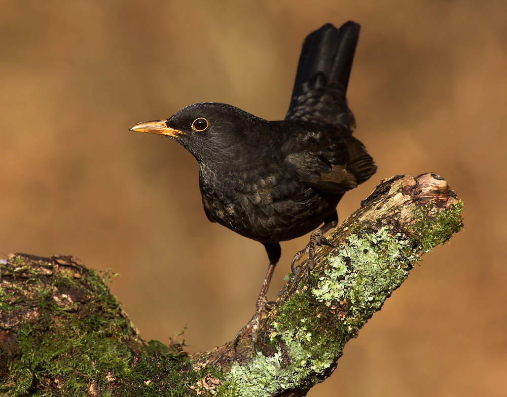 amsel