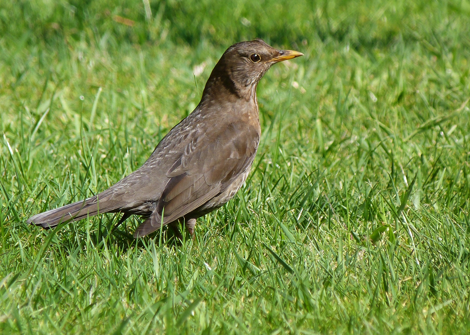 Amsel