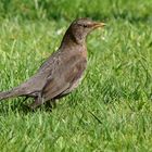 Amsel