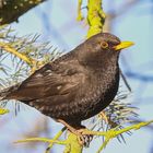 Amsel