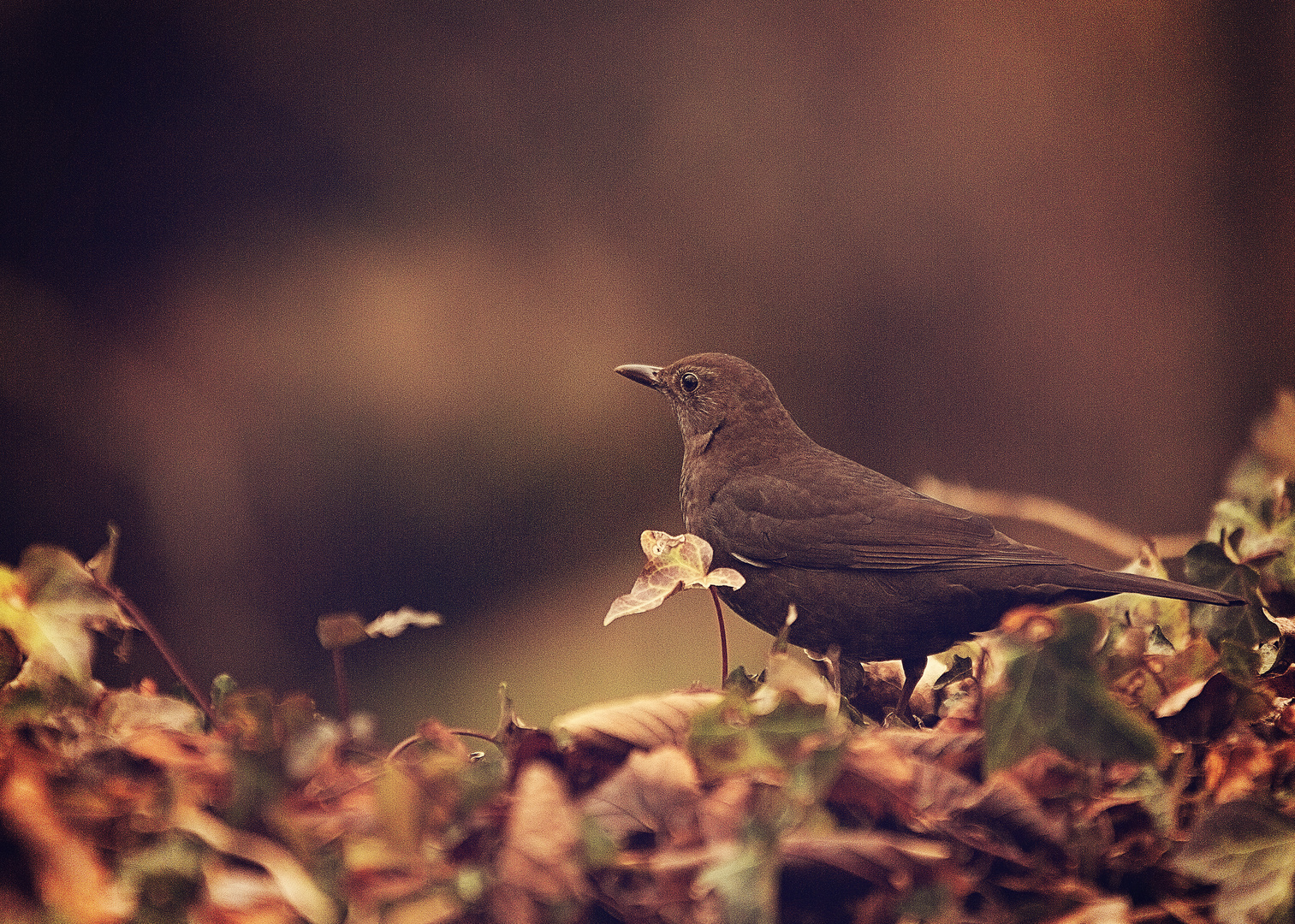 Amsel