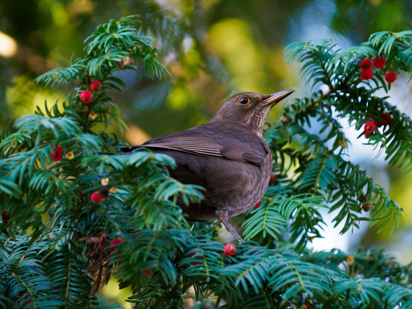 Amsel