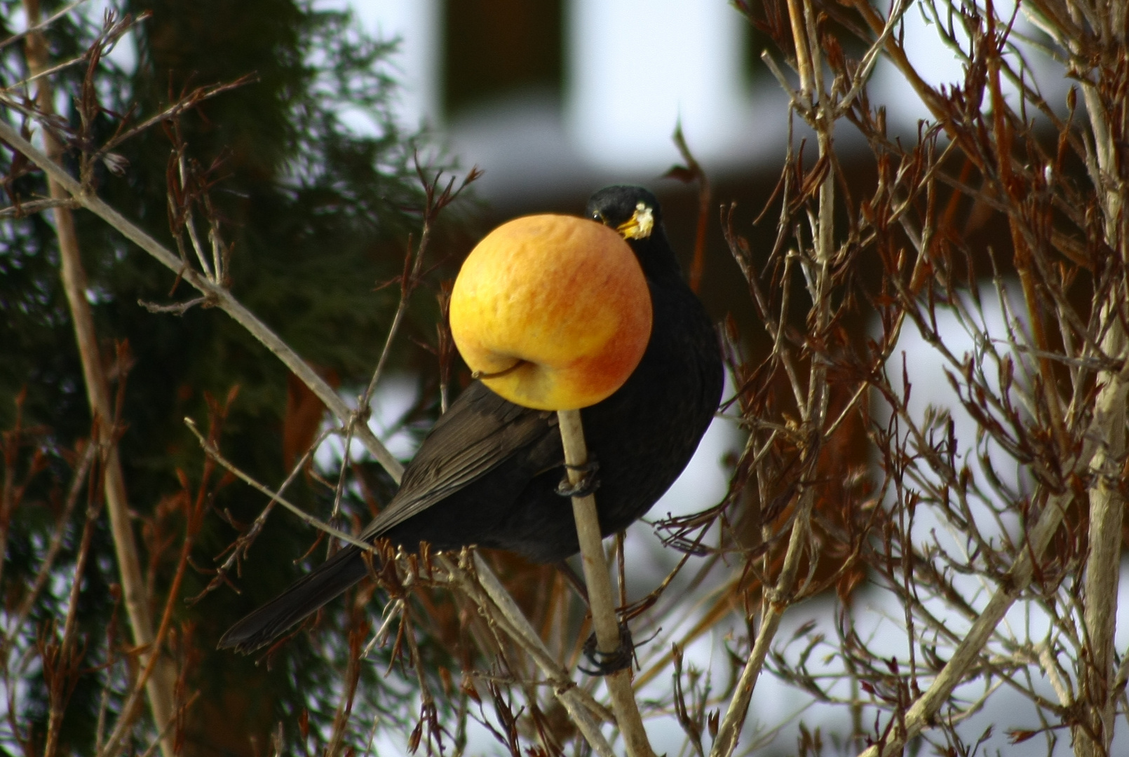 Amsel