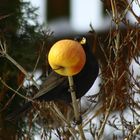 Amsel