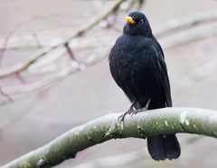 Amsel.