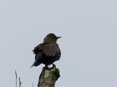 Amsel