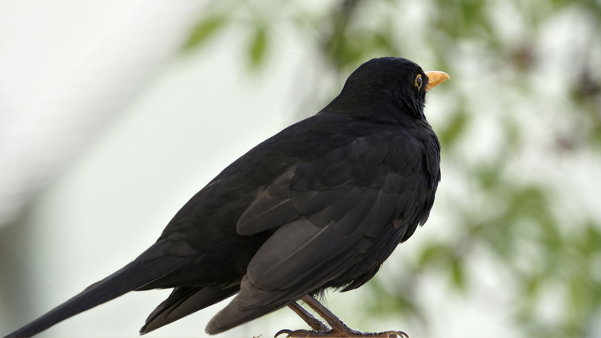 Amsel