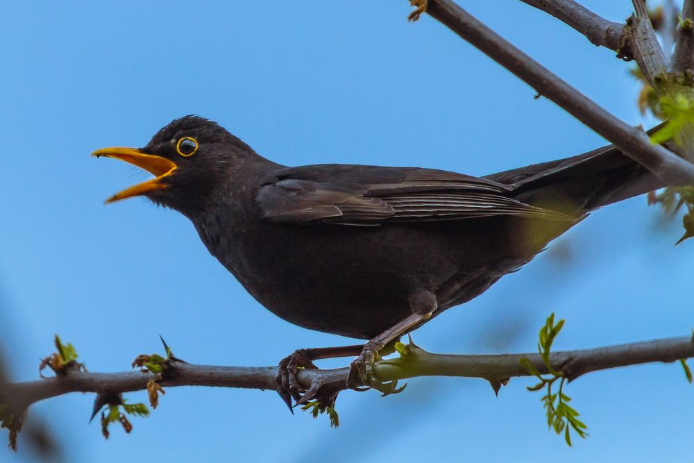 Amsel