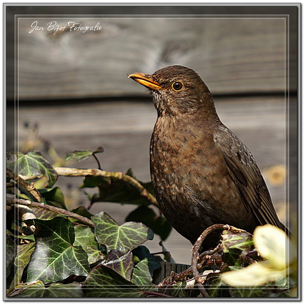 Amsel