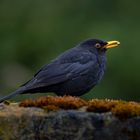 Amsel