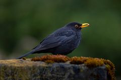 Amsel