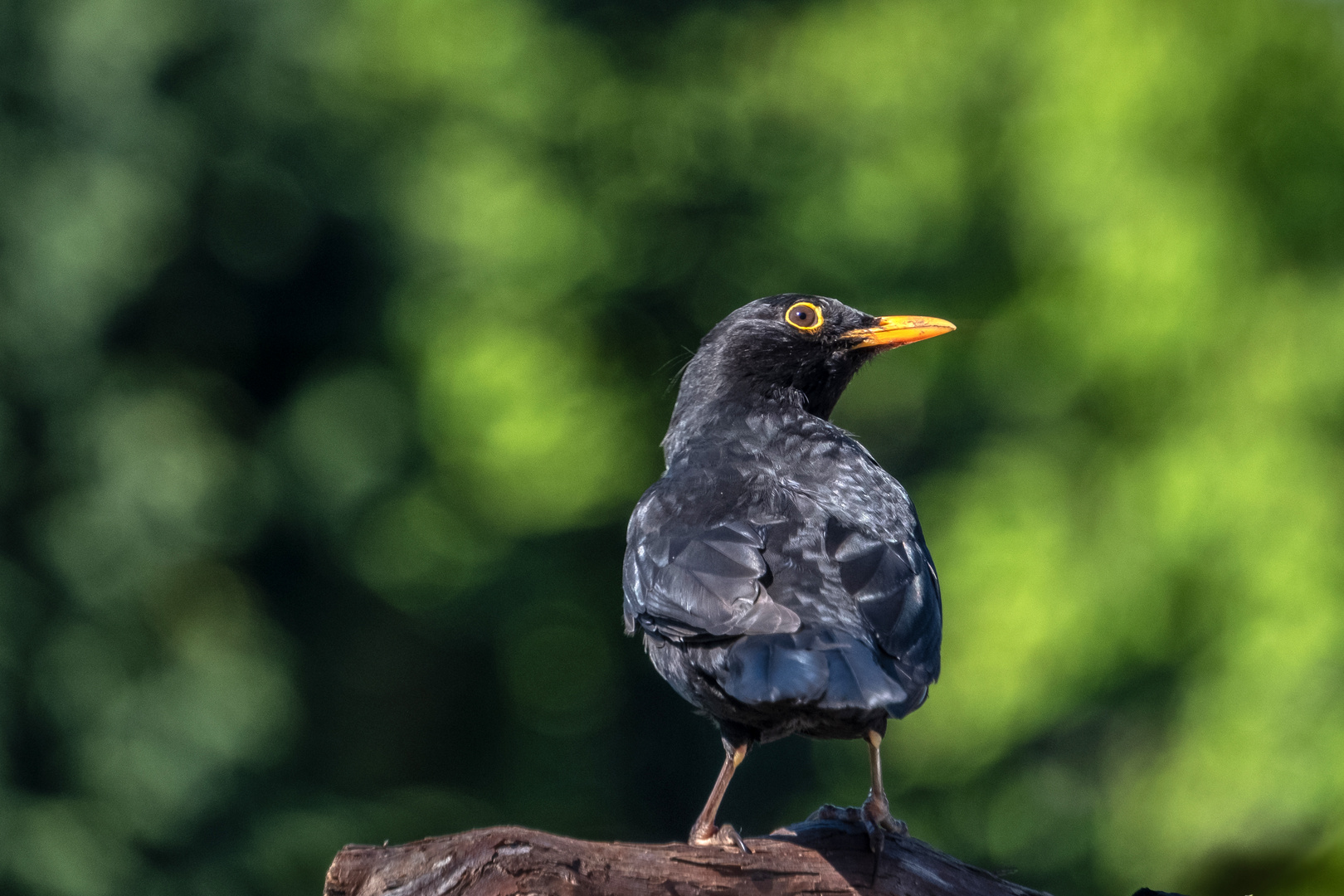 Amsel