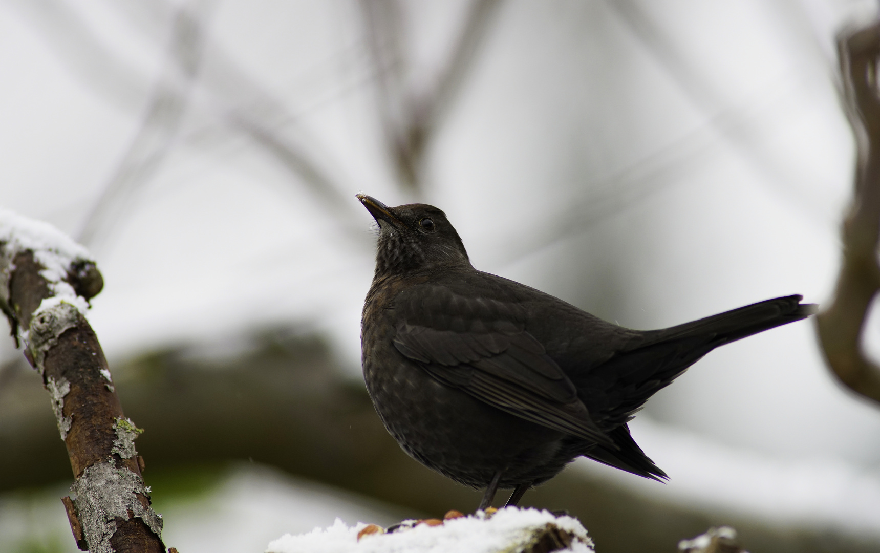 Amsel.