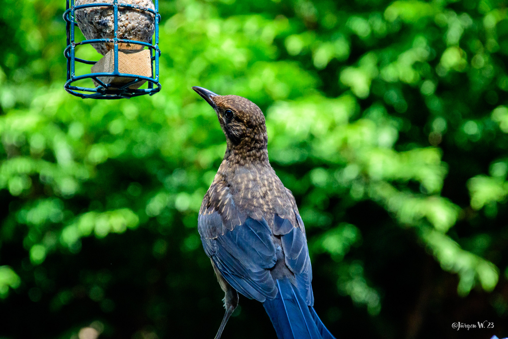 Amsel