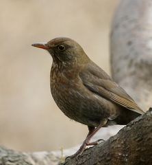 Amsel